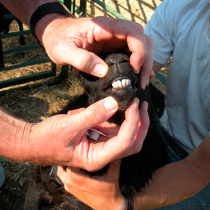 Checking teeth before installing eartags at about 10 weeks
