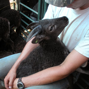 Soay ewe rests quietly in handlers lap