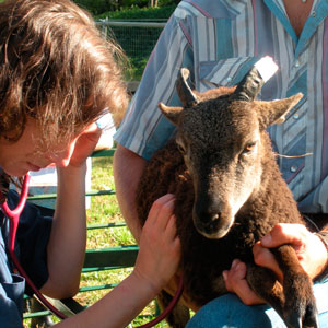 Soay lamb gets pre-shipping vet exam