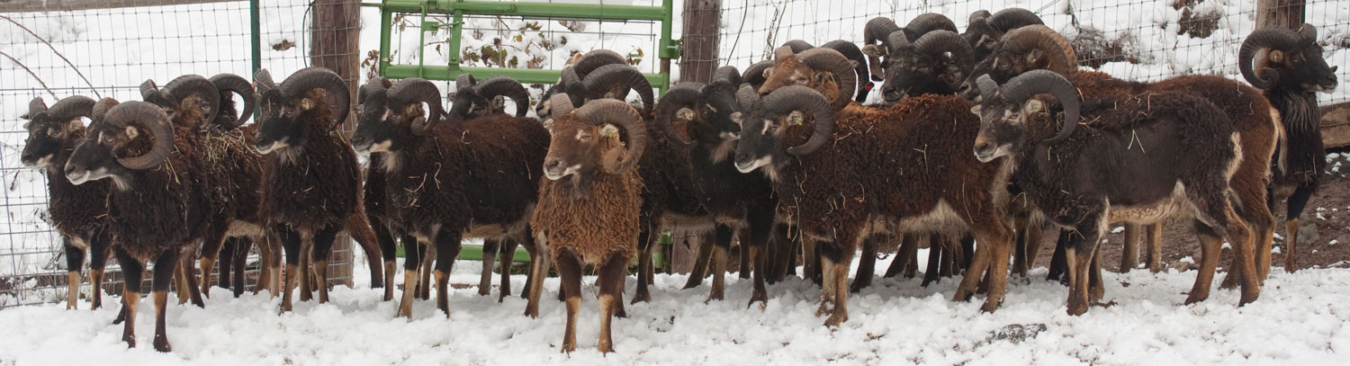 Soay Rams in the snow