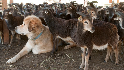 LGD with Soay lambs