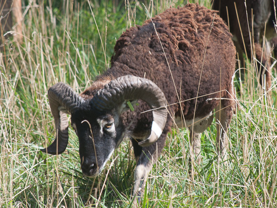 Soay Ram