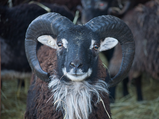 Soay Ram Arundel