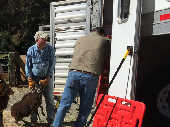 Ed Krische and his sheep trailer